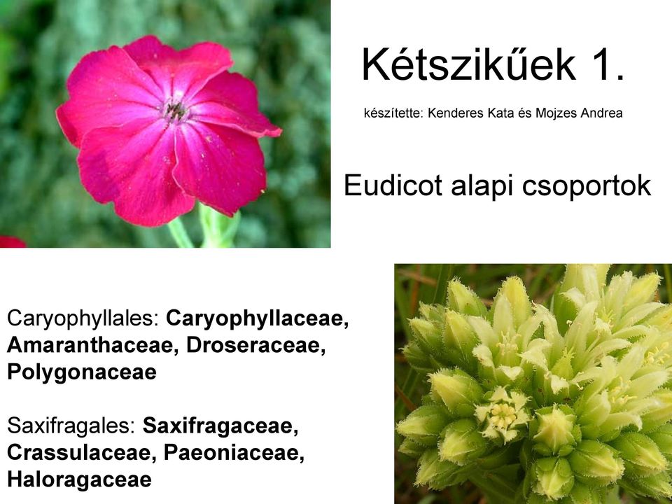 alapi csoportok Caryophyllales: Caryophyllaceae,