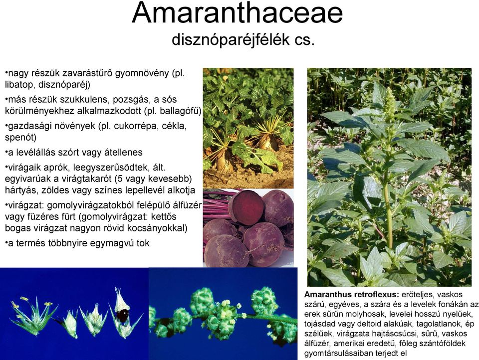 egyivarúak a virágtakarót (5 vagy kevesebb) hártyás, zöldes vagy színes lepellevél alkotja virágzat: gomolyvirágzatokból felépülő álfüzér vagy füzéres fürt (gomolyvirágzat: kettős bogas virágzat