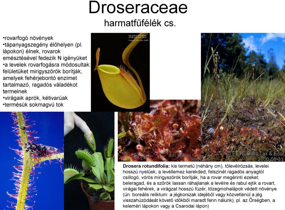 virágaik aprók, kétivarúak termésük sokmagvú tok Drosera rotundifolia: kis termetű (néhány cm), tőlevélrózsás, levelei hosszú nyelűek, a levéllemez kerekded, felszínét ragadós anyagtól csillogó,