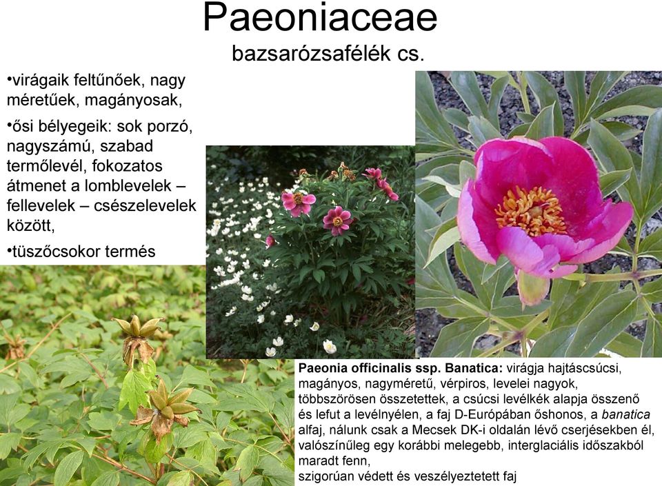 csészelevelek között, tüszőcsokor termés Paeonia officinalis ssp.