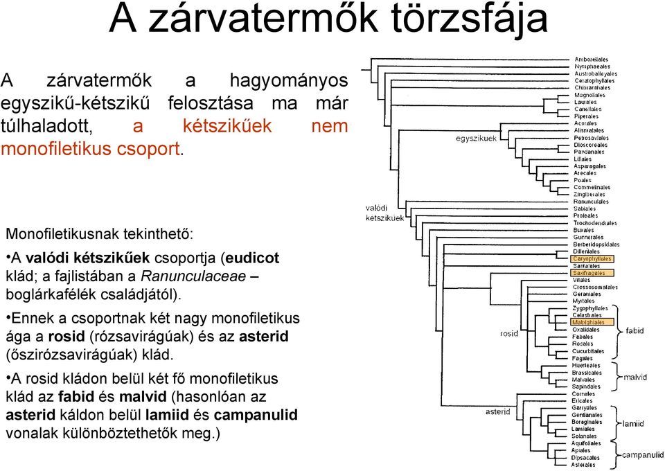 Monofiletikusnak tekinthető: A valódi kétszikűek csoportja (eudicot klád; a fajlistában a Ranunculaceae boglárkafélék családjától).