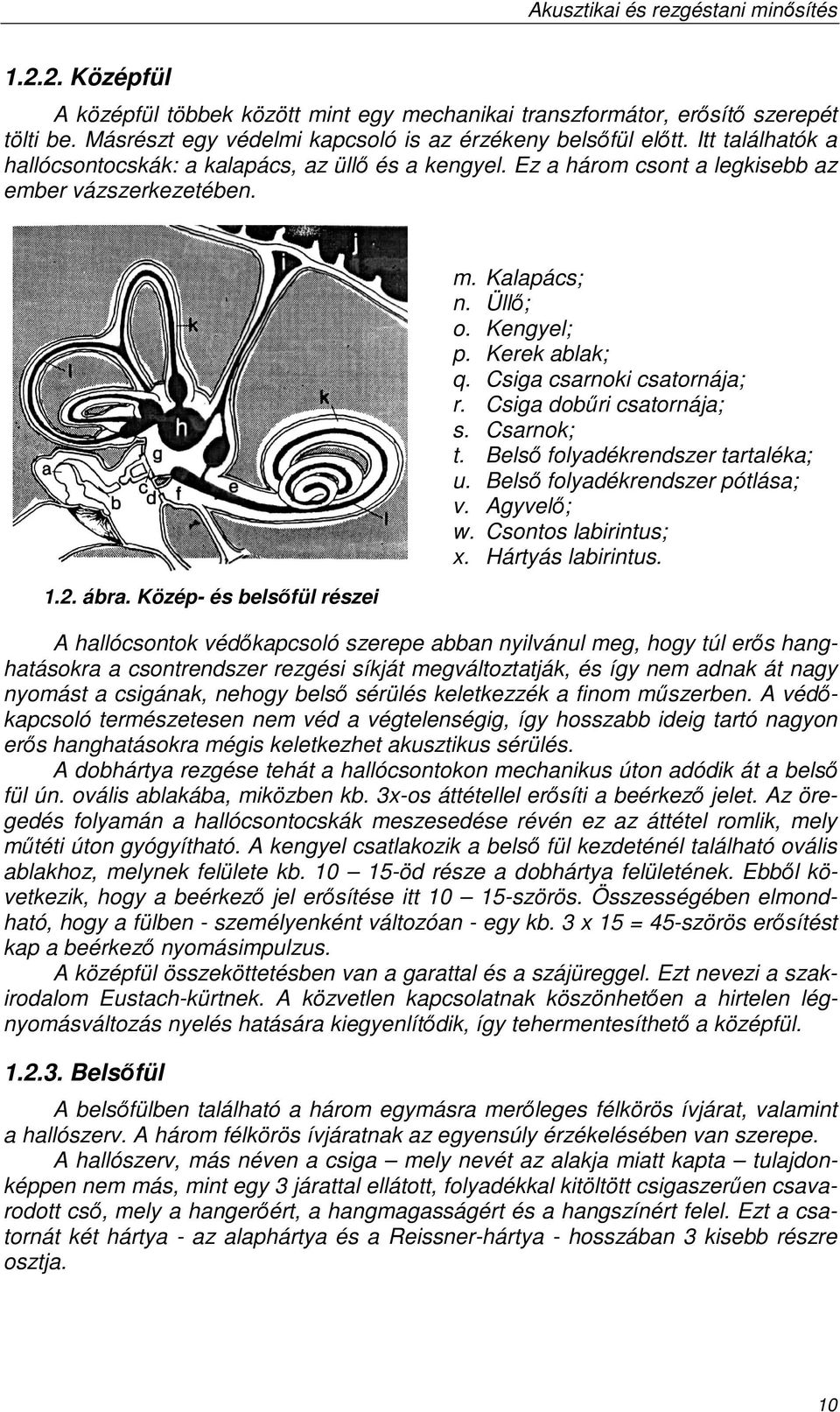 Kerek ablak; q. Csiga csarnoki csatornája; r. Csiga dobőri csatornája; s. Csarnok; t. Belsı folyadékrendszer tartaléka; u. Belsı folyadékrendszer pótlása; v. Agyvelı; w. Csontos labirintus; x.