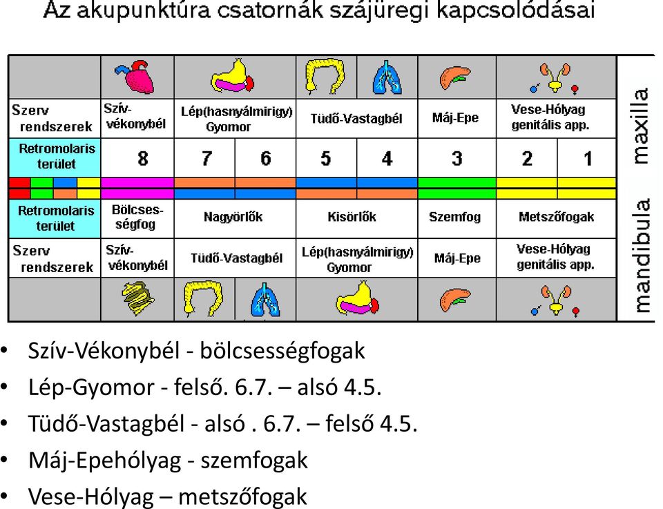 Tüdő-Vastagbél - alsó. 6.7. felső 4.5.