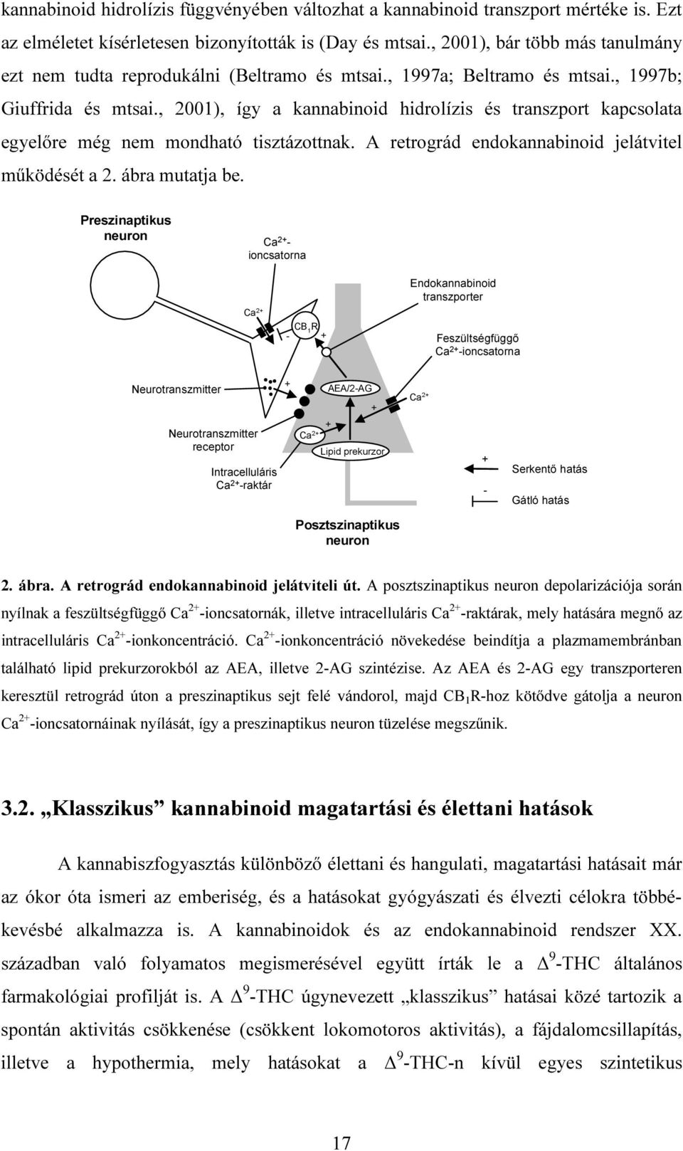 , 2001), így a kannabinoid hidrolízis és transzport kapcsolata egyelőre még nem mondható tisztázottnak. A retrográd endokannabinoid jelátvitel működését a 2. ábra mutatja be.