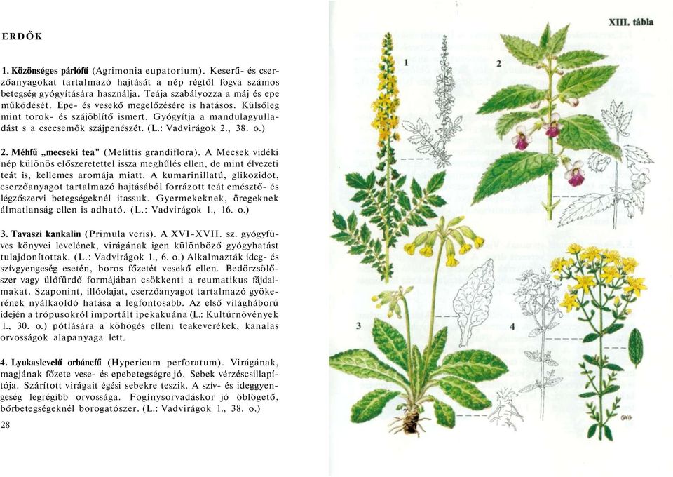 Méhfű mecseki tea" (Melittis grandiflora). A Mecsek vidéki nép különös előszeretettel issza meghűlés ellen, de mint élvezeti teát is, kellemes aromája miatt.