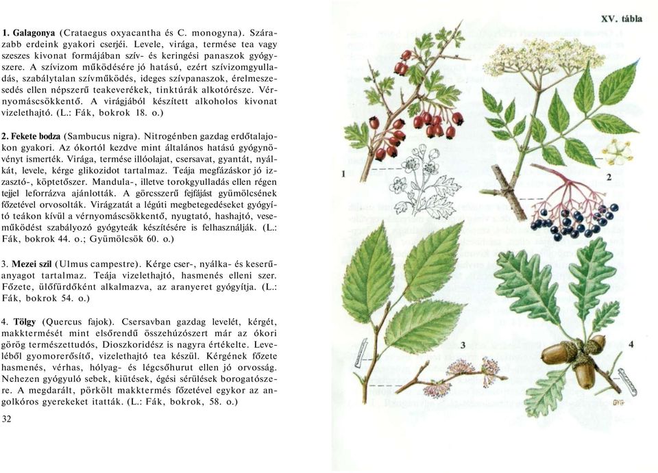 A virágjából készített alkoholos kivonat vizelethajtó. (L.: Fák, bokrok 18. o.) 2. Fekete bodza (Sambucus nigra). Nitrogénben gazdag erdőtalajokon gyakori.
