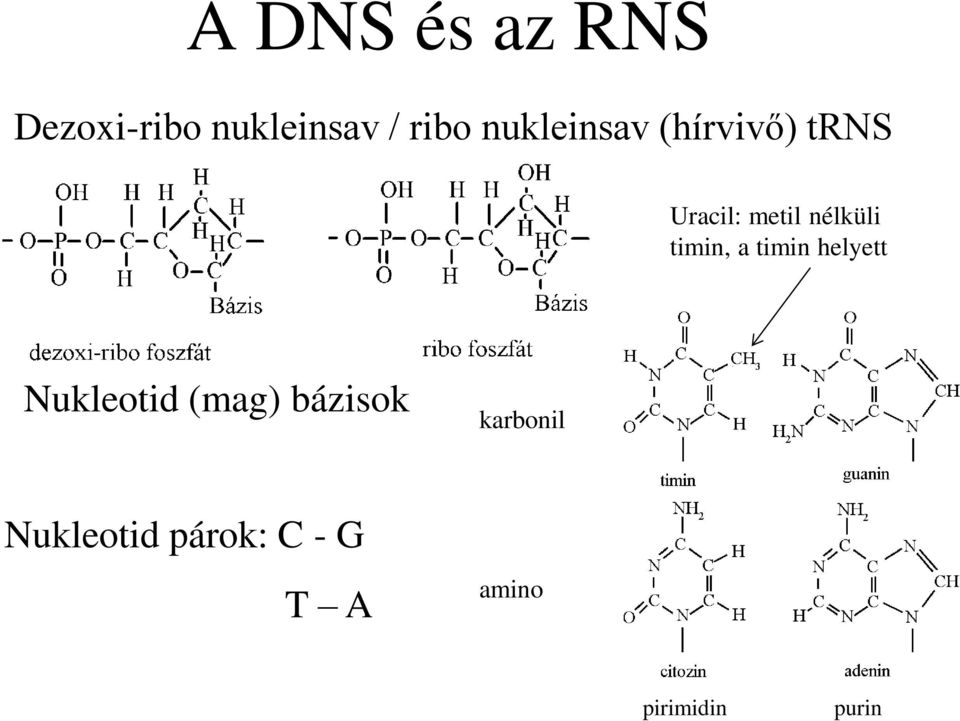 timin, a timin helyett Nukleotid (mag) bázisok