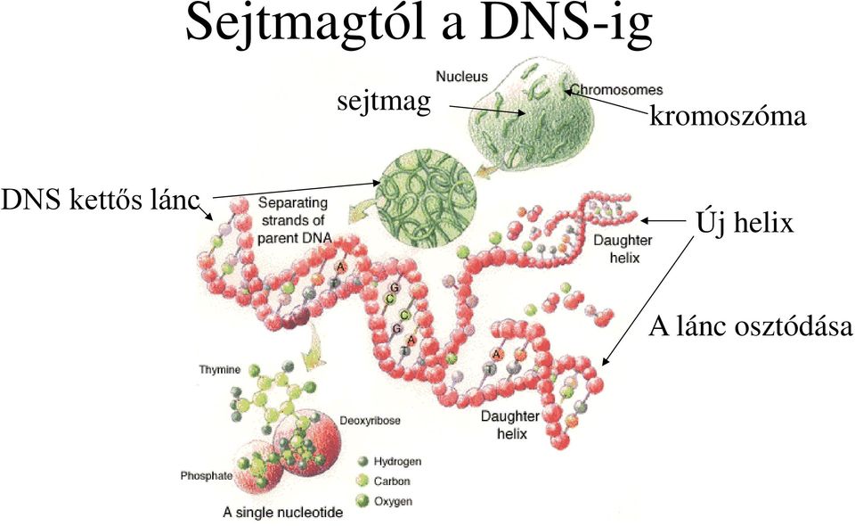 DNS kettős lánc Új