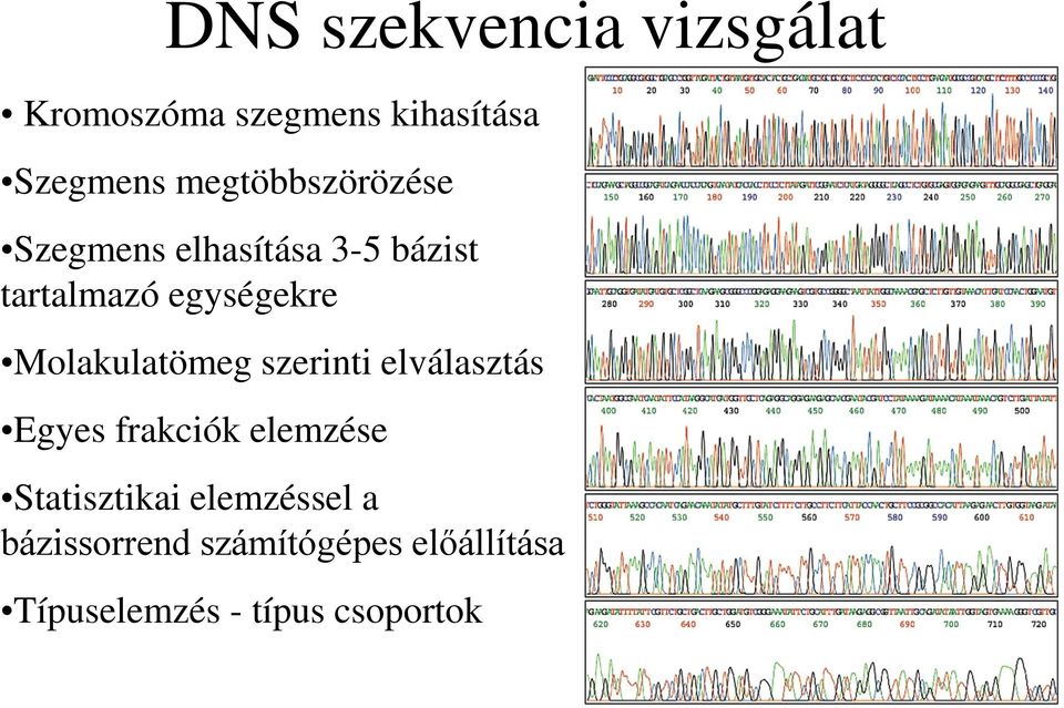 Molakulatömeg szerinti elválasztás Egyes frakciók elemzése Statisztikai