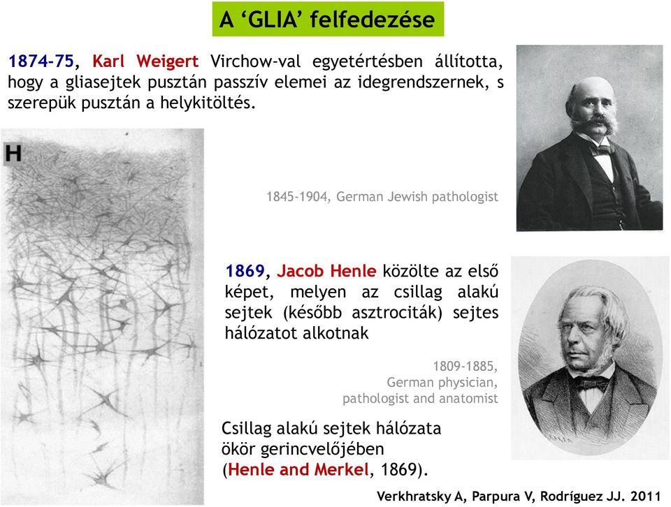 1845-1904, German Jewish pathologist 1869, Jacob Henle közölte az első képet, melyen az csillag alakú sejtek (később