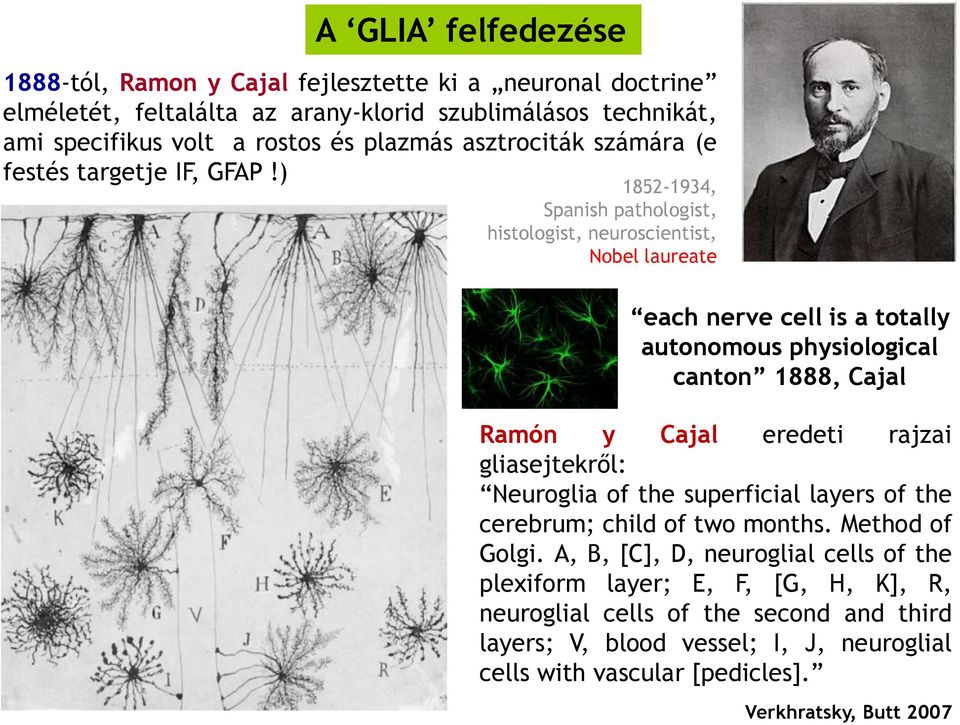 ) 1852-1934, Spanish pathologist, histologist, neuroscientist, Nobel laureate each nerve cell is a totally autonomous physiological canton 1888, Cajal Ramón y Cajal eredeti rajzai