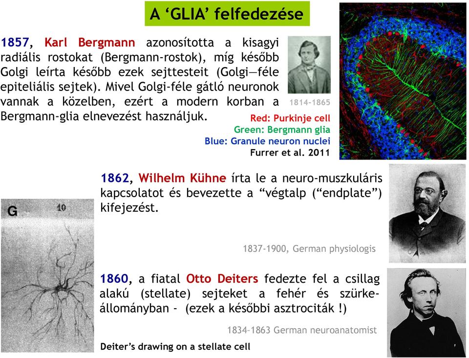 1814-1865 Red: Purkinje cell Green: Bergmann glia Blue: Granule neuron nuclei Furrer et al.