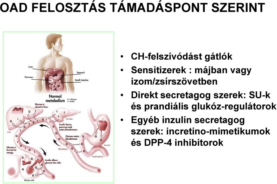 secretagog szerek: SU-k és prandiális glukóz-regulátorok