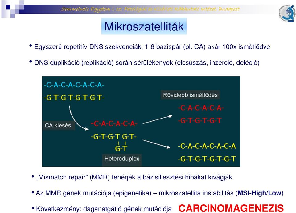 deléció) Mismatch repair (MMR) fehérjék a bázisillesztési hibákat kivágják Az MMR gének