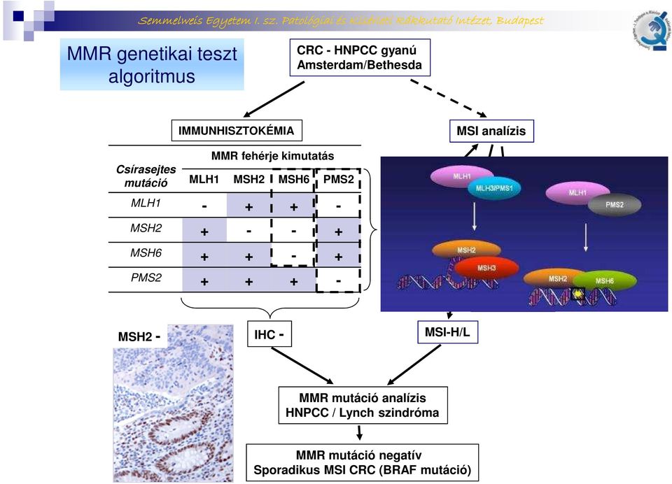 MSH2 MSH6 PMS2 - - - - IHC MSS Nincs MMR mutáció analízis MSH2 - IHC - MSI-H/L MMR