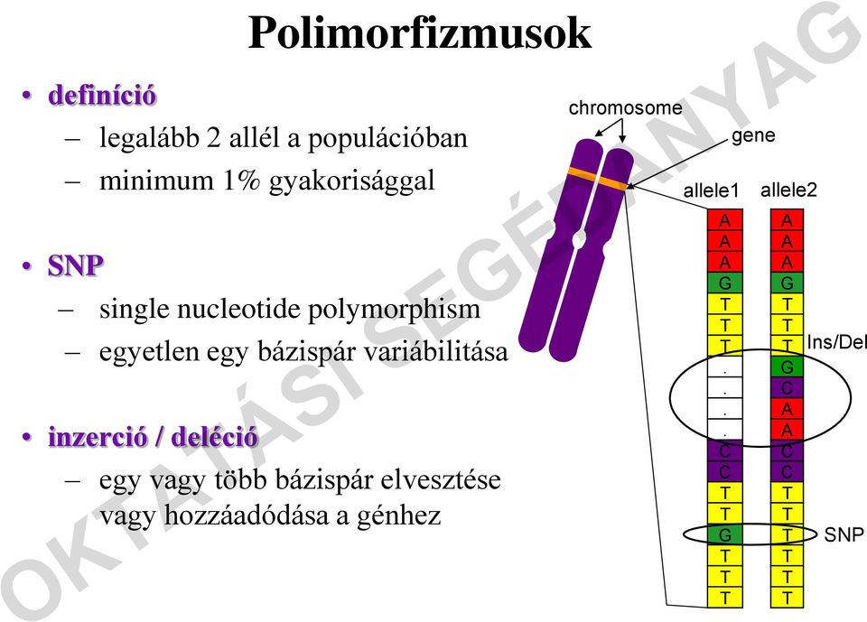 egy vagy több bázispár elvesztése vagy hozzáadódása a génhez chromosome gene allele1