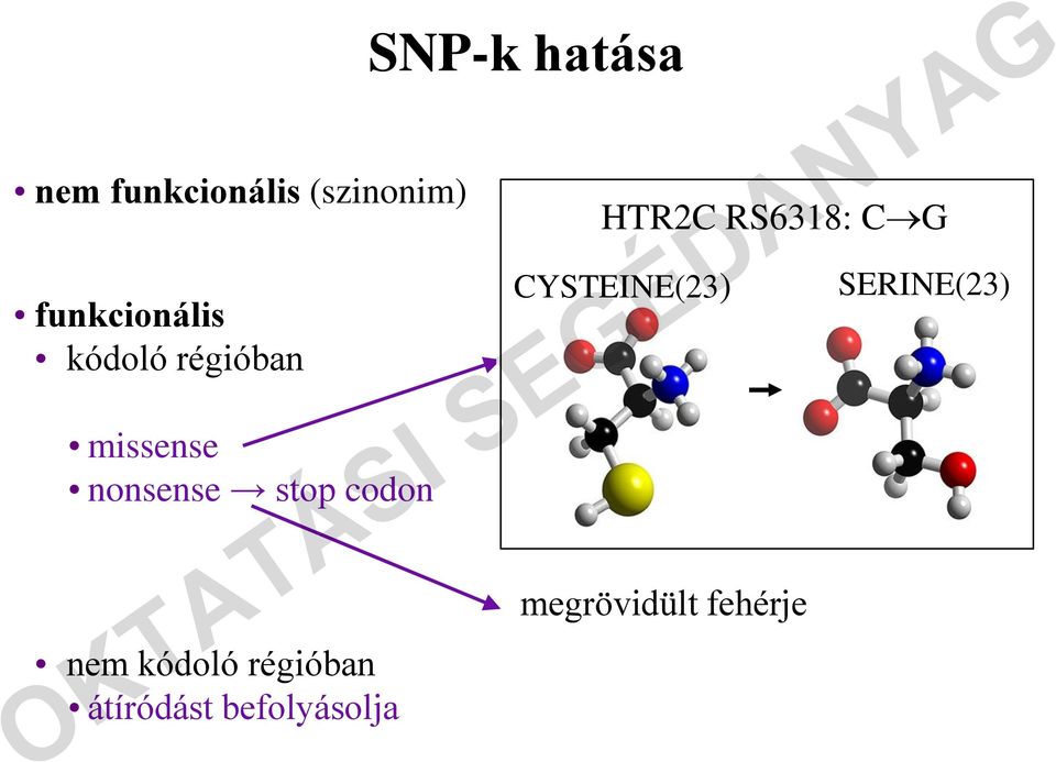régióban átíródást befolyásolja SNP-k hatása HTR2C