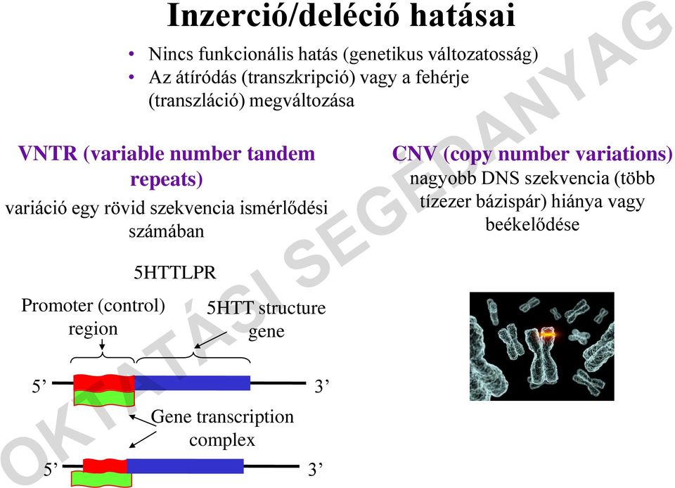 szekvencia ismérlődési számában Promoter (control) region 5HTTLPR 5HTT structure gene 5 3 Gene