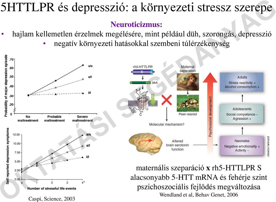 szembeni túlérzékenység maternális szeparáció x rh5-httlpr S alacsonyabb 5-HTT mrna és