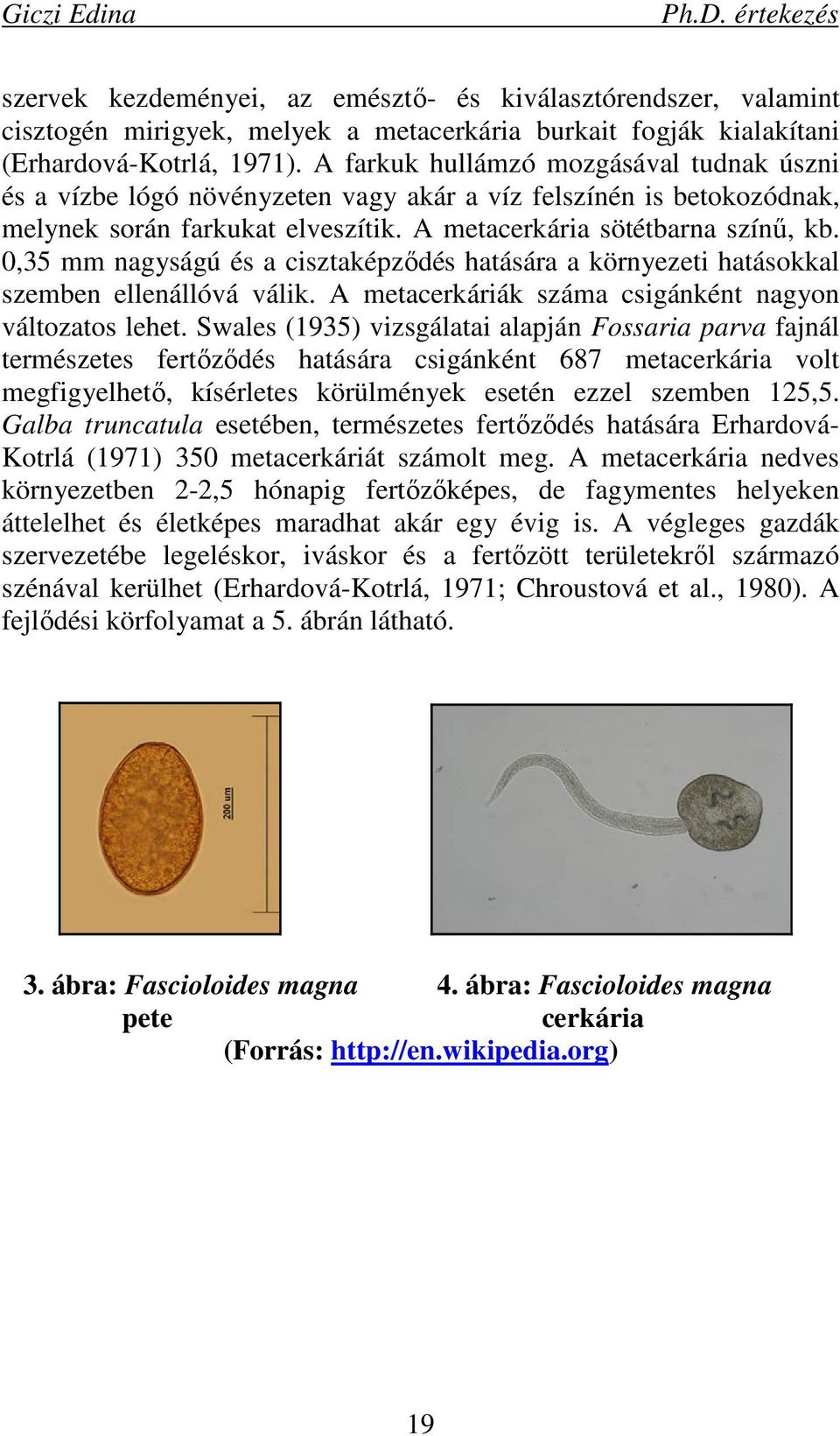 0,35 mm nagyságú és a cisztaképzıdés hatására a környezeti hatásokkal szemben ellenállóvá válik. A metacerkáriák száma csigánként nagyon változatos lehet.