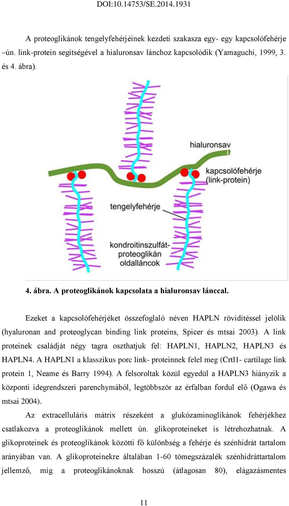 Ezeket a kapcsolófehérjéket összefoglaló néven HAPLN rövidítéssel jelölik (hyaluronan and proteoglycan binding link proteins, Spicer és mtsai 2003).