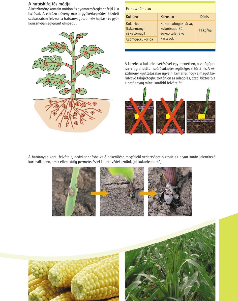 Felhasználható: Kultúra Károsító Dózis Kukorica Kukoricabogár-lárva, (takarmány- kukoricabarkó, és vetõmag) egyéb talajlakó 11 kg/ha Csemegekukorica kártevõk A kezelés a kukorica vetésével egy