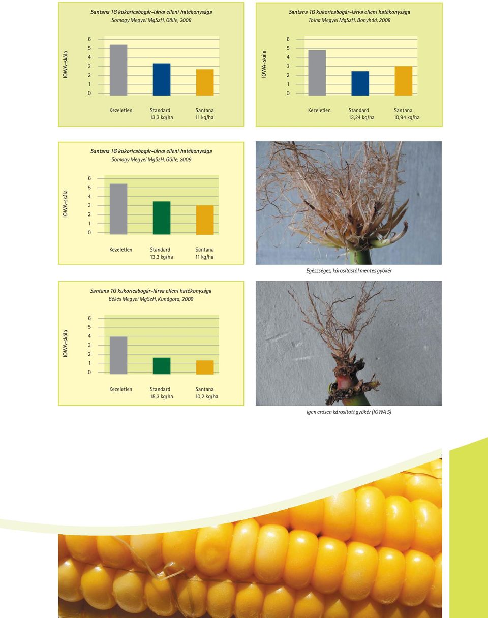 kukoricabogár-lárva elleni hatékonysága omogy Megyei MgzH, Gölle, 2009 6 5 IOWA-skála 4 3 2 1 0 Kezeletlen tandard antana 13,3 kg/ha 11 kg/ha Egészséges, károsítástól mentes