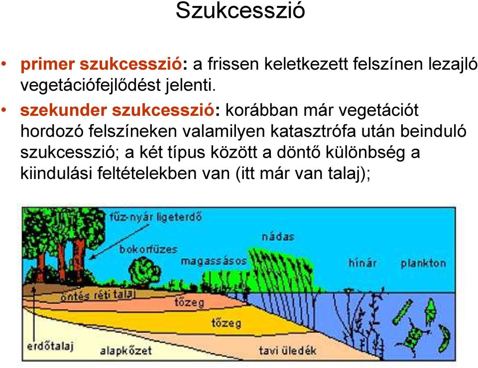 szekunder szukcesszió: korábban már vegetációt hordozó felszíneken