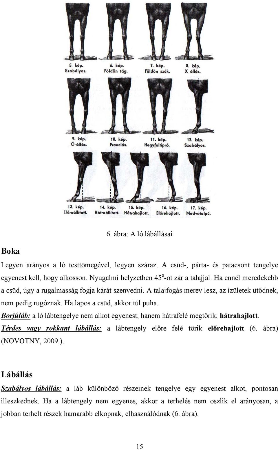 Borjúláb: a ló lábtengelye nem alkot egyenest, hanem hátrafelé megtörik, hátrahajlott. Térdes vagy rokkant lábállás: a lábtengely előre felé törik előrehajlott (6. ábra) 