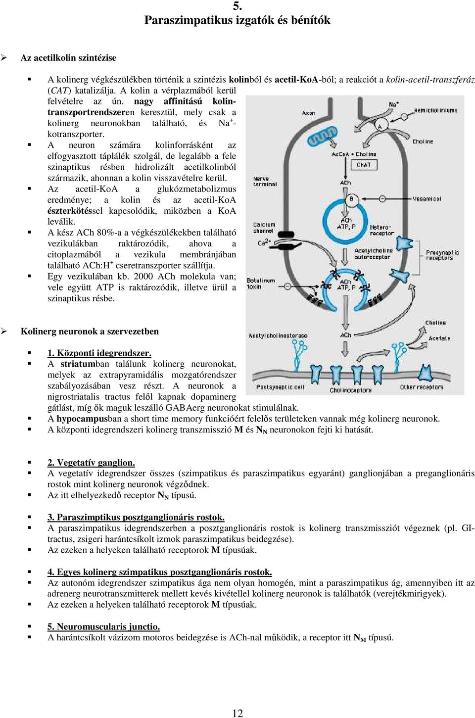 A neuron számára kolinforrásként az elfogyasztott táplálék szolgál, de legalább a fele szinaptikus résben hidrolizált acetilkolinból származik, ahonnan a kolin visszavételre kerül.