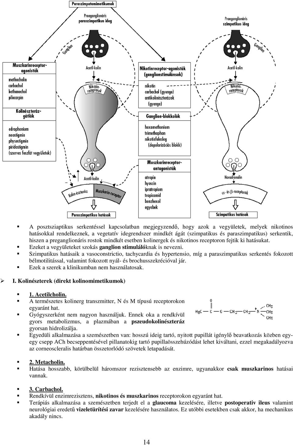 Szimpatikus hatásaik a vasoconstrictio, tachycardia és hypertensio, míg a paraszimpatikus serkentés fokozott bélmotilitással, valamint fokozott nyál- és brochusszekrécióval jár.