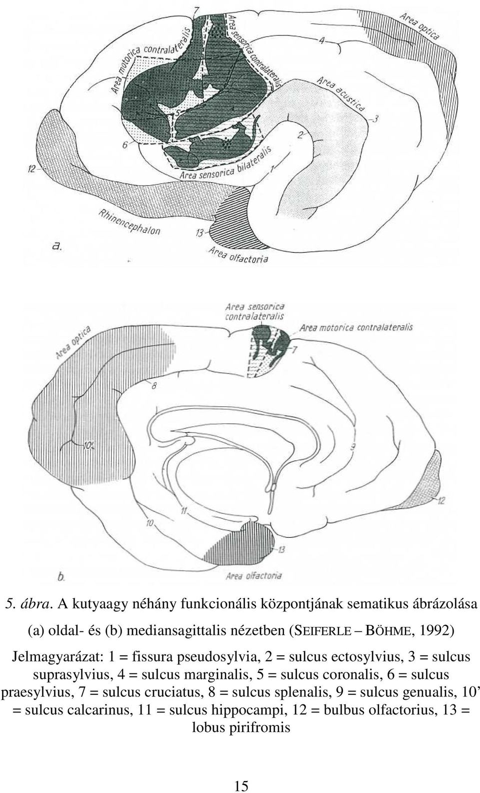 (SEIFERLE BÖHME, 1992) Jelmagyarázat: 1 = fissura pseudosylvia, 2 = sulcus ectosylvius, 3 = sulcus suprasylvius, 4