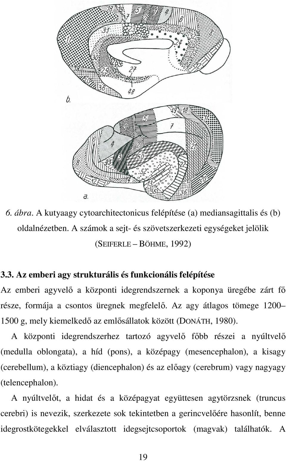 Az agy átlagos tömege 1200 1500 g, mely kiemelkedı az emlısállatok között (DONÁTH, 1980).