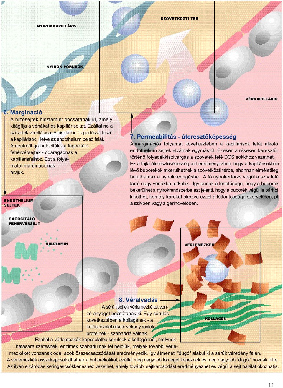 Ezt a folyamatot marginációnak hívjuk. ENDOTHELIUM SEJTEK 7. Permeabilitás - áteresztõképesség A marginációs folyamat következtében a kapillárisok falát alkotó endothelium sejtek elválnak egymástól.