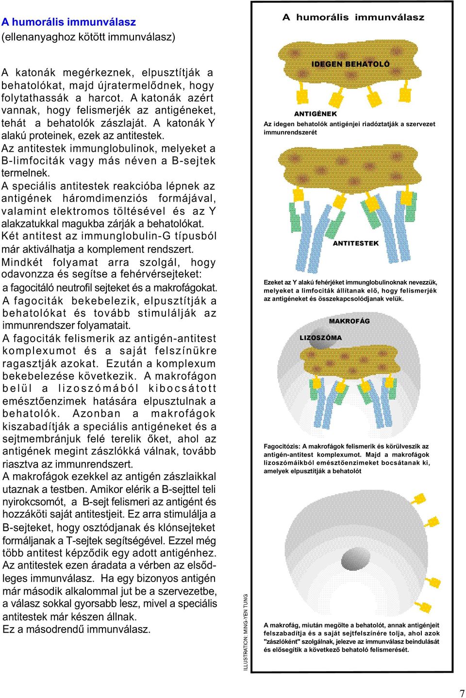 Az antitestek immunglobulinok, melyeket a B-limfociták vagy más néven a B-sejtek termelnek.