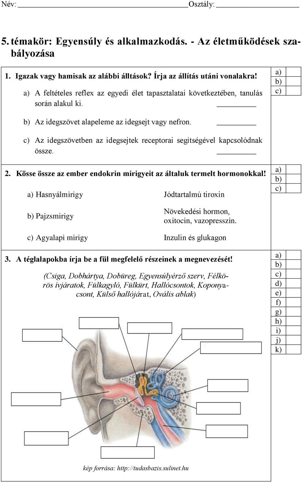 Az idegszövetben az idegsejtek receptorai segítségével kapcsolódnak össze. 2. Kösse össze az ember endokrin mirigyeit az általuk termelt hormonokkal!