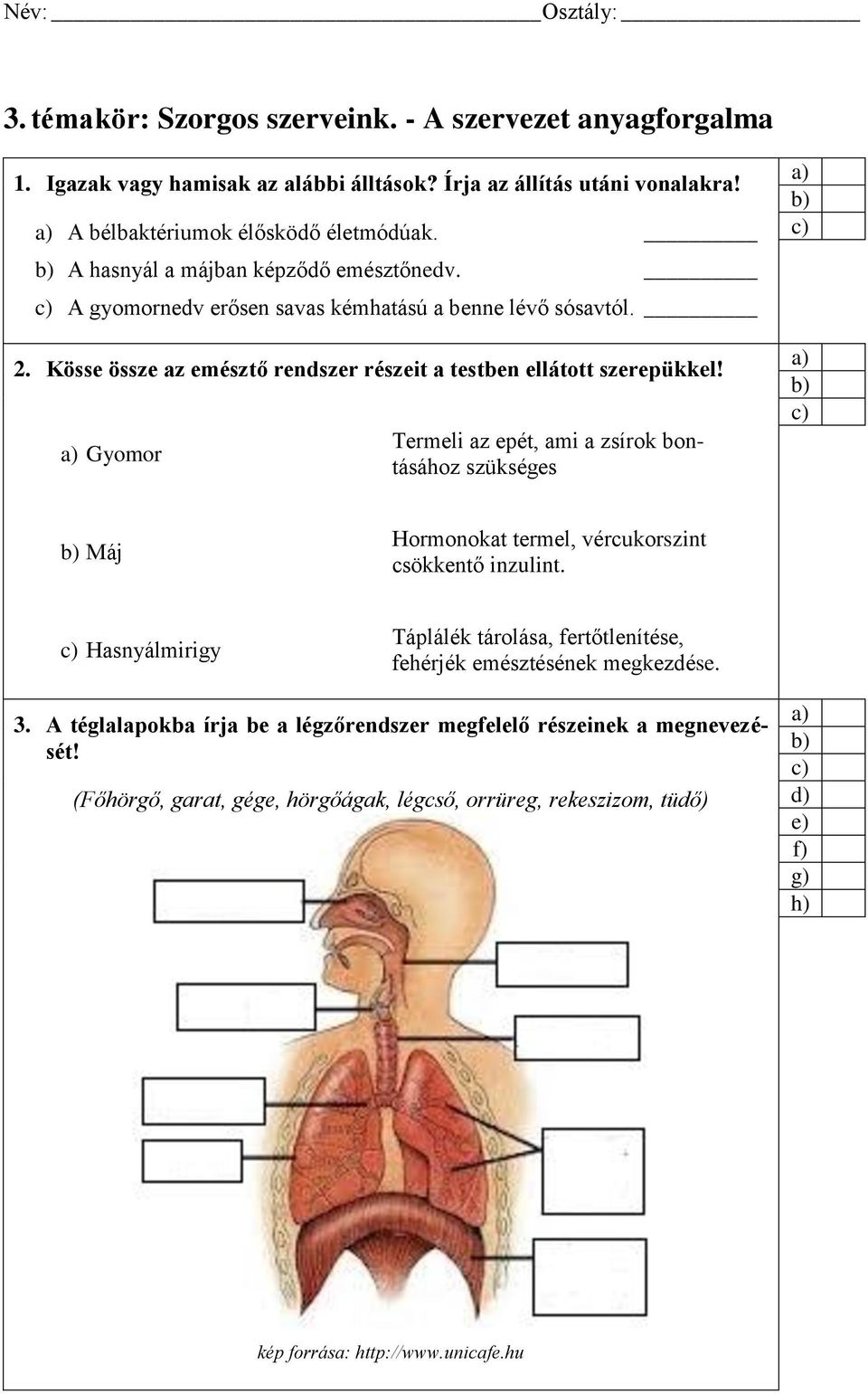 Gyomor Termeli az epét, ami a zsírok bontásához szükséges Máj Hormonokat termel, vércukorszint csökkentő inzulint.