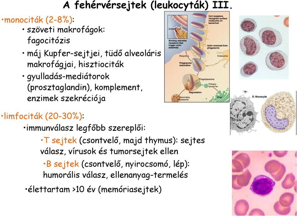 enzimek szekréciója limfociták (20-30%): immunválasz legfıbb szereplıi: T sejtek (csontvelı, majd thymus): sejtes