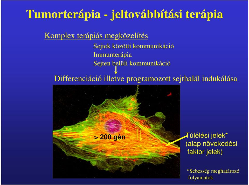 Differenciáció illetve programozott sejthalál indukálása > 200 gén