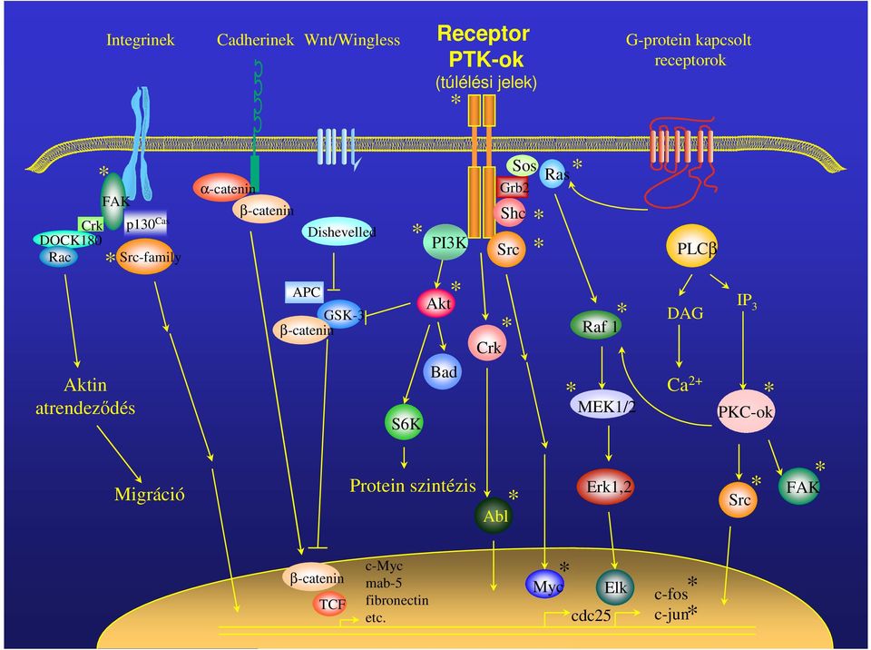 β-catenin PI3K Akt Bad S6K Crk Sos Ras Grb2 Shc Src Raf 1 MEK1/2 PLCβ IP 3 DAG Ca 2+ PKC-ok Migráció
