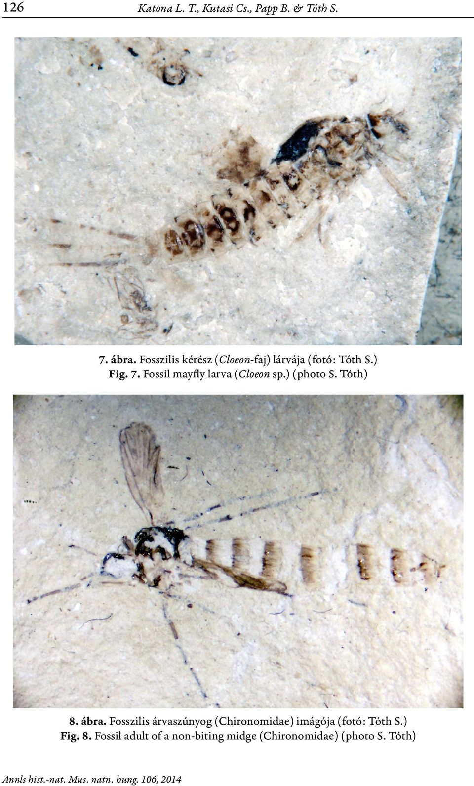 Fossil mayfly larva (Cloeon sp.) (photo S. Tóth) 8. ábra.