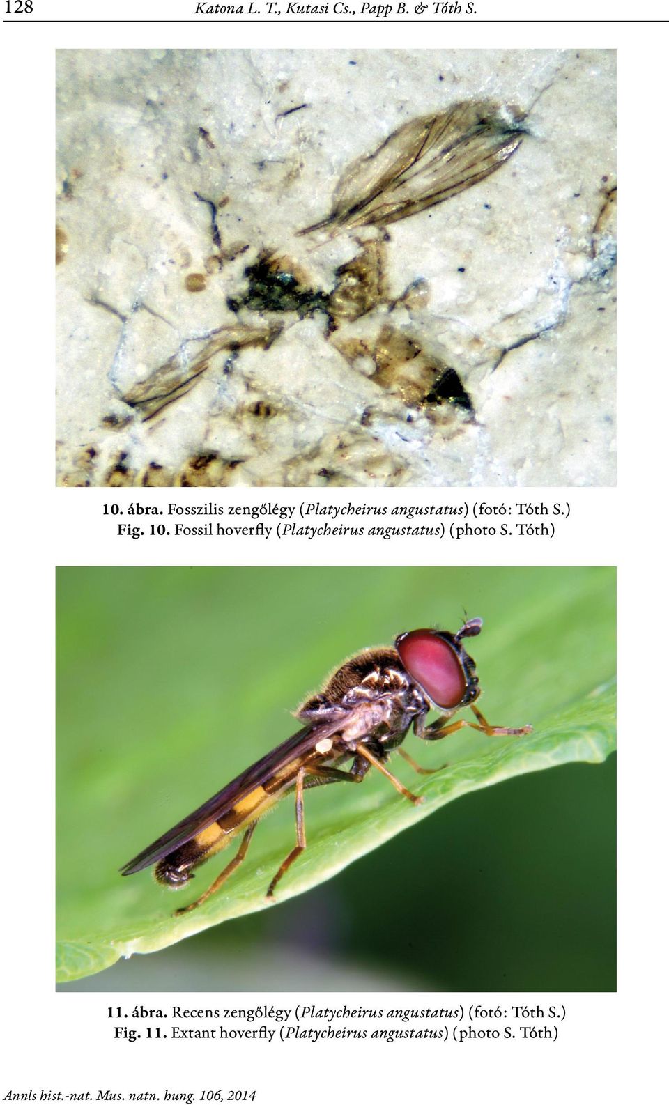 Fossil hoverfly (Platycheirus angustatus) (photo S. Tóth) 11. ábra.