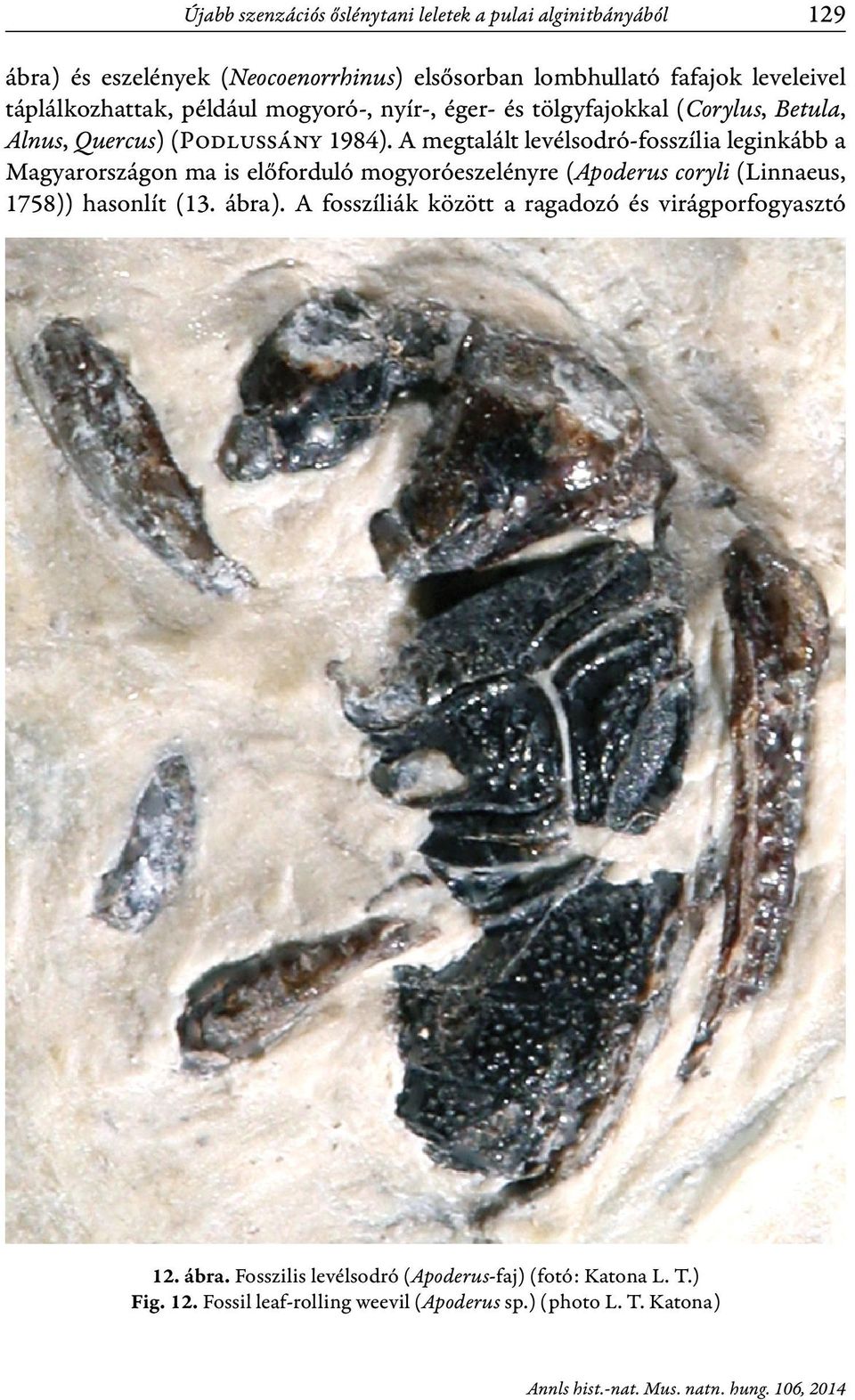 A megtalált levélsodró-fosszília leginkább a Magyarországon ma is előforduló mogyoróeszelényre (Apoderus coryli (Lin naeus, 1758)) hasonlít (13. ábra).
