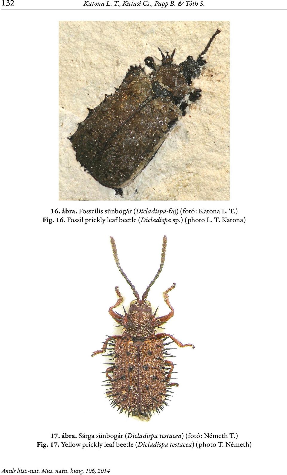 Fossil prickly leaf beetle (Dicladispa sp.) (photo L. T. Katona) 17. ábra.