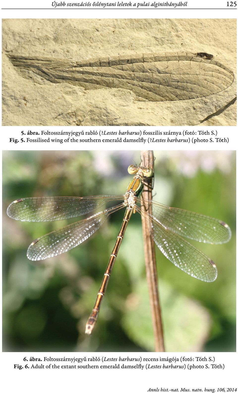 Fossilised wing of the southern emerald damselfly (?Lestes barbarus) (photo S. Tóth) 6. ábra.