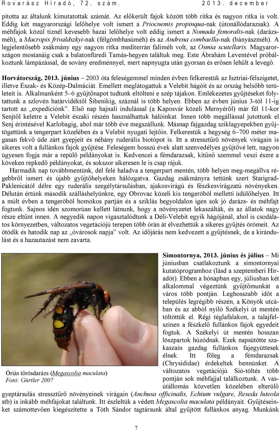 A legjelentősebb zsákmány egy nagyon ritka mediterrán faliméh volt, az Osmia scutellaris. Magyarországon mostanáig csak a balatonfüredi Tamás-hegyen találtuk meg.