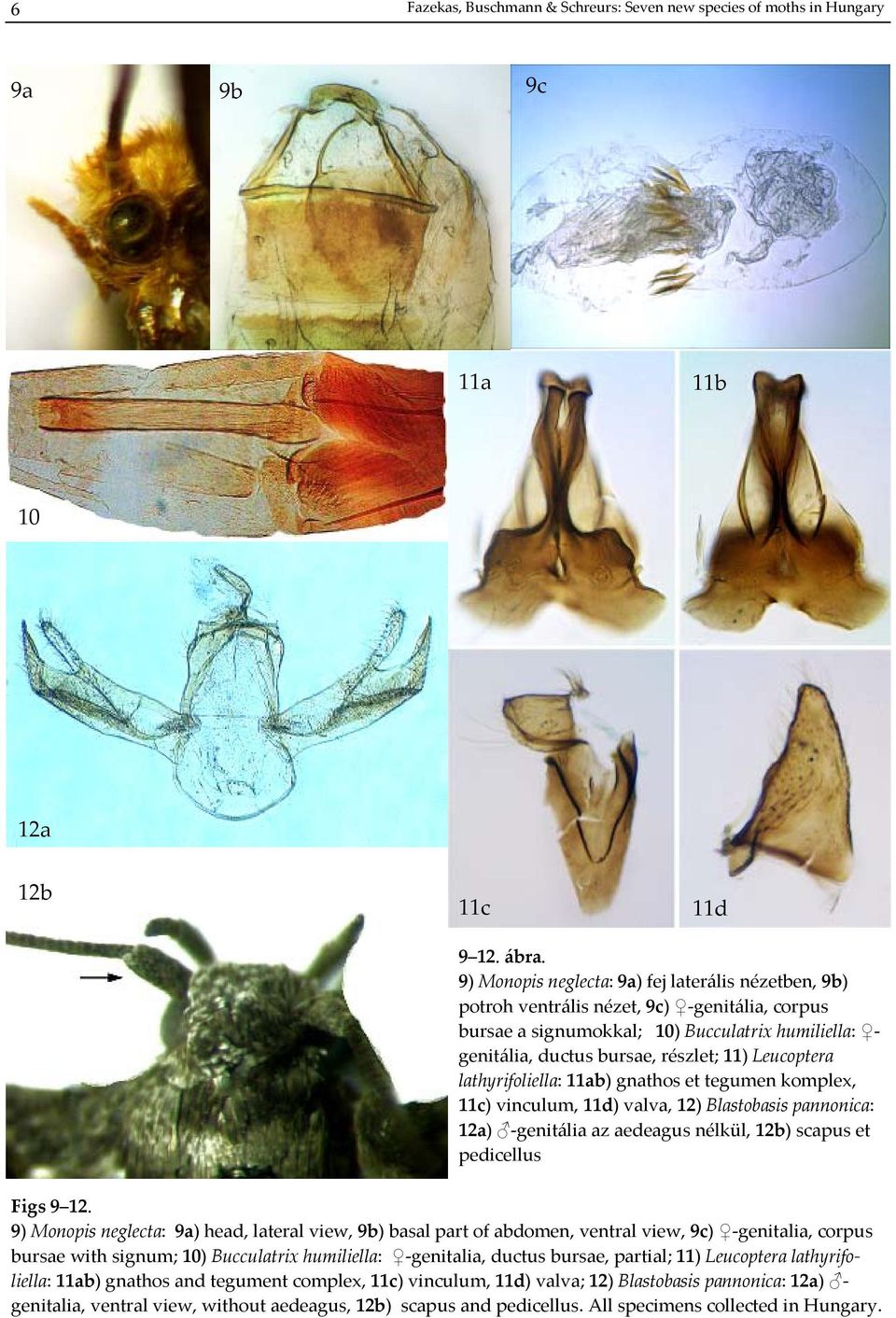 lathyrifoliella: 11ab) gnathos et tegumen komplex, 11c) vinculum, 11d) valva, 12) Blastobasis pannonica: 12a) genitália az aedeagus nélkül, 12b) scapus et pedicellus Figs 9 12.