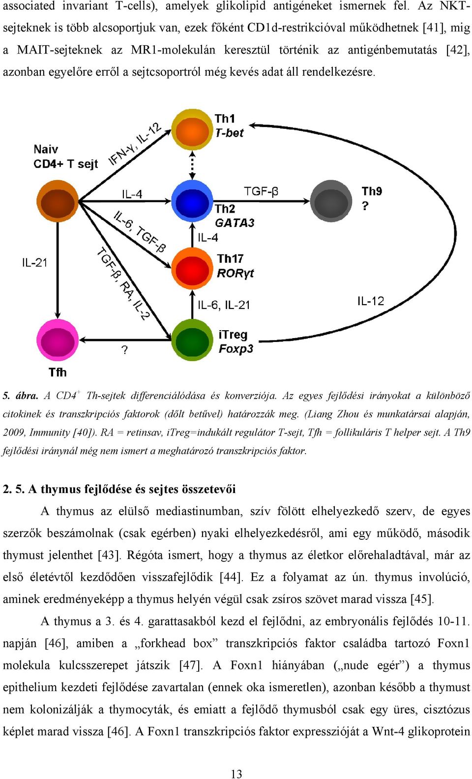 sejtcsoportról még kevés adat áll rendelkezésre. 5. ábra. A CD4 + Th-sejtek differenciálódása és konverziója.