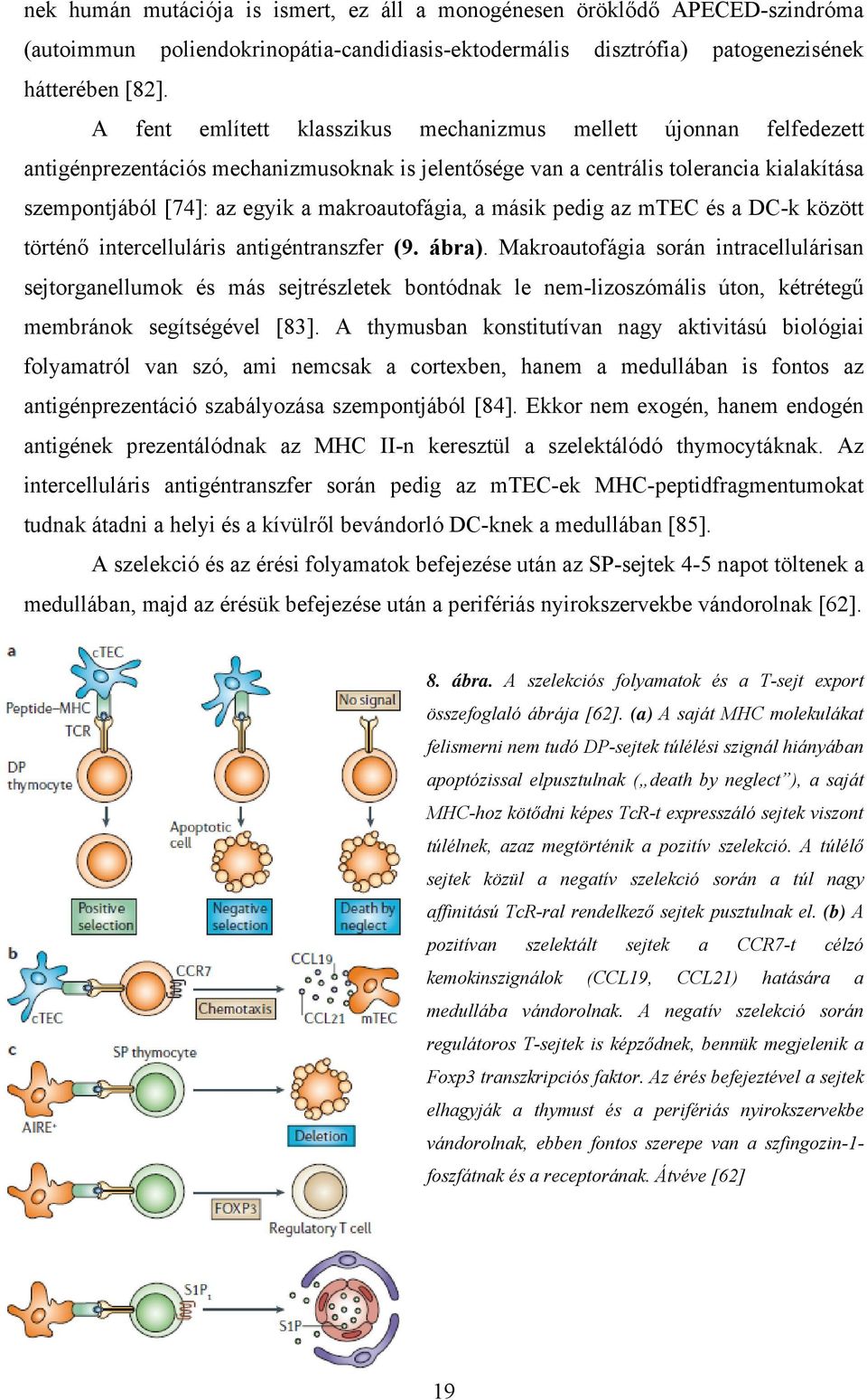 makroautofágia, a másik pedig az mtec és a DC-k között történő intercelluláris antigéntranszfer (9. ábra).