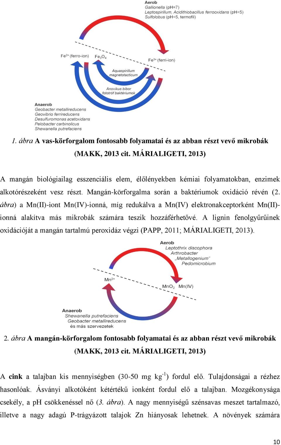 ábra) a Mn(II)-iont Mn(IV)-ionná, míg redukálva a Mn(IV) elektronakceptorként Mn(II)- ionná alakítva más mikrobák számára teszik hozzáférhetővé.